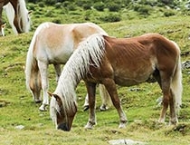 Análisis clínico en ganado equino