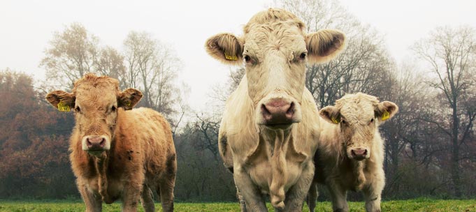 Vacas pirenaicas