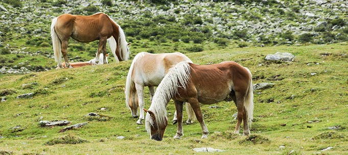 Caballos de carne